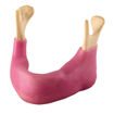 Bild på Underkäke tandlös ORTHOBone Pre 1018330