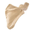 Bild på Scapula höger ORTHOBone Pre 1018517