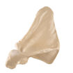Bild på Scapula höger ORTHOBone Pre 1018517