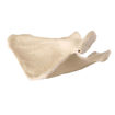 Bild på Scapula höger ORTHOBone Pre 1018517
