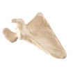 Bild på Scapula höger ORTHOBone Pre 1018517
