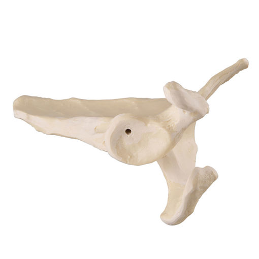 Bild på Scapula vänster ORTHOBone Pre 1017629