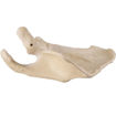 Bild på Scapula vänster ORTHOBone Pre 1017629