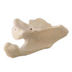 Bild på Scapula vänster ORTHOBone Pre 1017629