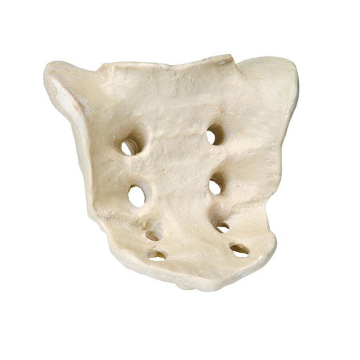 Bild på Sacrum ORTHOBone Pre 1005120