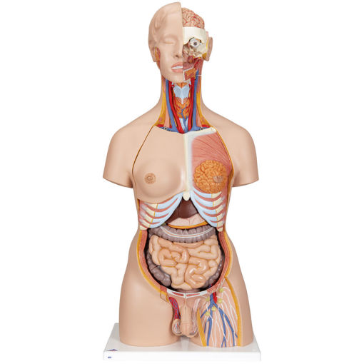 Bild på Torso öppen rygg deluxe B35 1000200