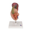 Bild på Njure inre organ K22/2 1000309