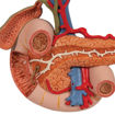 Bild på Njure inre organ K22/2 1000309