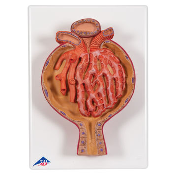 Visa information för Njurkapsel K10/2 1000298 Bild på Njurkapsel K10/2 1000298