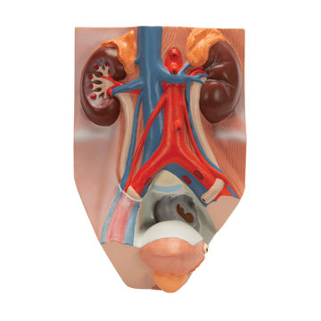 Visa information för Urinledarsystemet VF325 1008551 Bild på Urinledarsystemet VF325 1008551