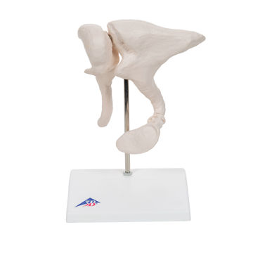 Visa information för Hörselben A101 1012786 Bild på Hörselben A101 1012786