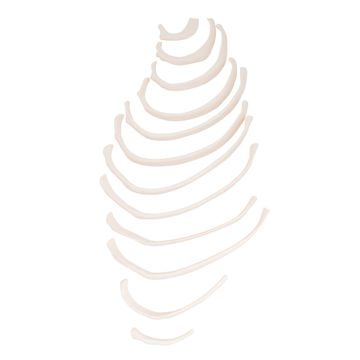 Visa information för Revben A69/2 1000137 Bild på Revben A69/2 1000137