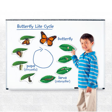 Visa information för Magnetiska Fjärilens livscykel Bild på Magnetiska Fjärilens livscykel