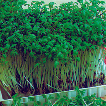 Visa information för Krassefrön Bild på Krassefrön