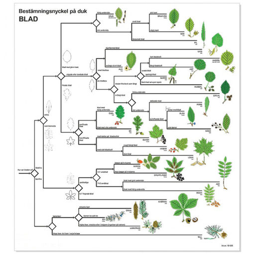 Bild på Bestämningsnyckel - Blad
