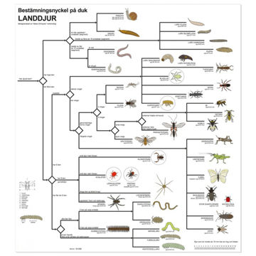 Visa information för Bestämningsnyckel - Landdjur Bild på Bestämningsnyckel - Landdjur