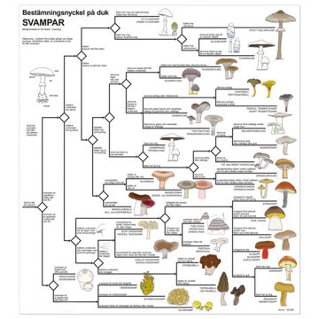 Visa information för Bestämningsnyckel - Svamp Bild på Bestämningsnyckel - Svamp