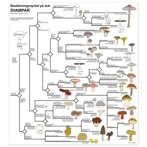 Bild på Bestämningsnyckel - Svamp