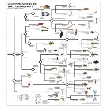 Visa information för Bestämningsnyckel - Sjö & å Bild på Bestämningsnyckel - Sjö & å
