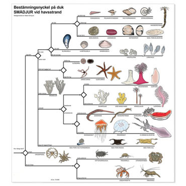 Visa produkter i kategori Bestämningsnyckel Bild för kategori Bestämningsnyckel